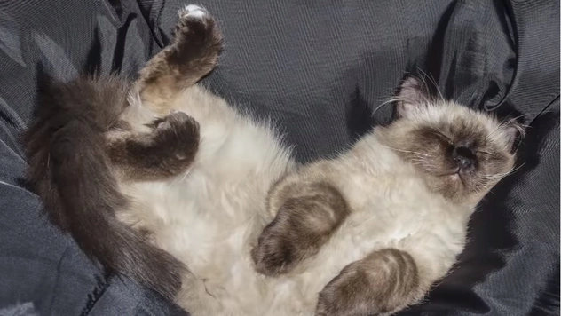 Что значит поза, в которой спит твоя кошка (7 поз)