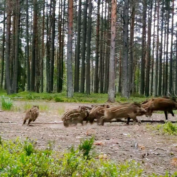 Источник: Каждой твари по паре / Павел Глазков