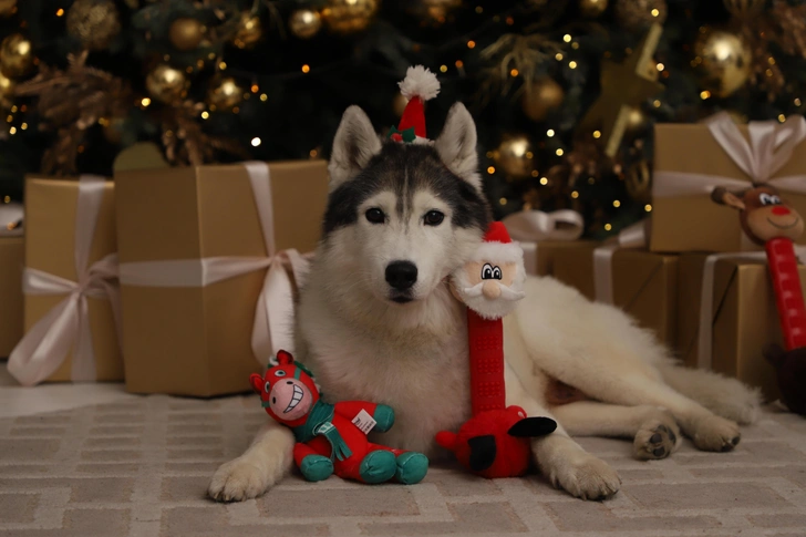 Под елку и лапу: Triol расширил новогоднюю коллекцию для собак и кошек