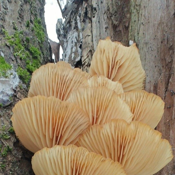 Источник:  Павел Глазков/ «Каждой твари по паре» 