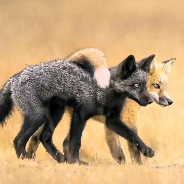 Источник: Nature Photographer of the Year