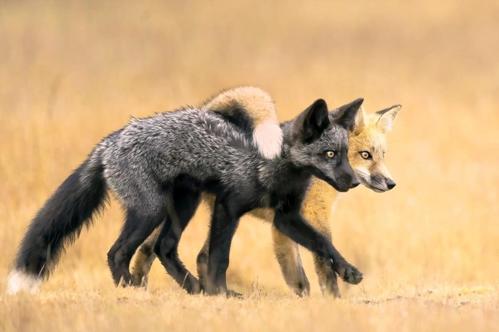 Объявлены победители конкурса фотографий дикой природы Nature Photographer of the Year 2024: полюбуйтесь на 20 лучших работ