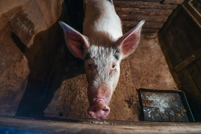 Активисты Кораблинского района против свинокомплекса обратились к Путину