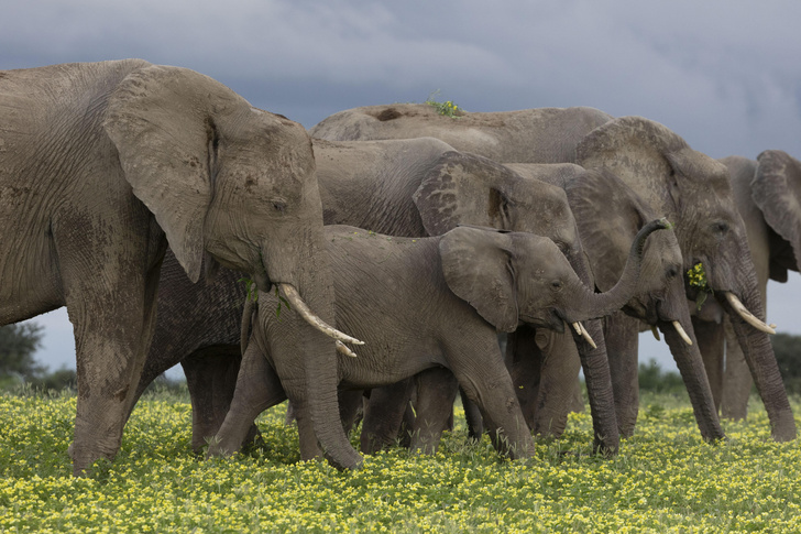 «Живите с ними, как советуете нам»: почему Ботсвана хочет подарить Германии 20 тысяч слонов