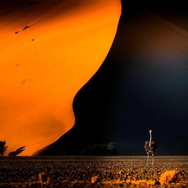 Финалист в номинации «Дикие животные» | Источник: Luiza Michalewicz / 1839 Awards Photographer of the Year 2025