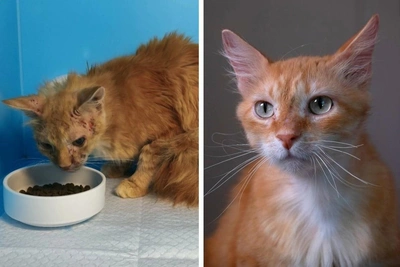 Abandoned Cat Fenya Healed After Year, Needs Home