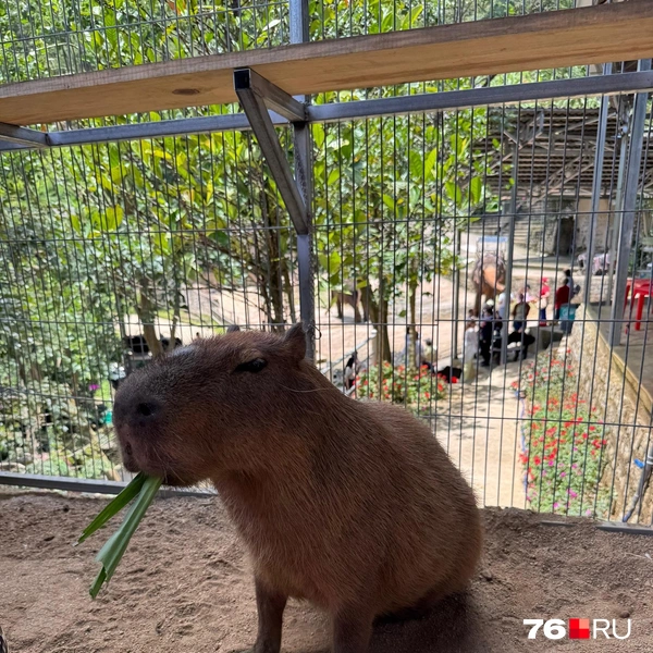 Довольная и сытая капибара  | Источник: Виктория Шипкова