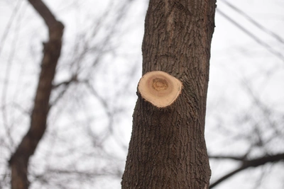В Воронеже улицу закроют для санитарной обрезки каштанов