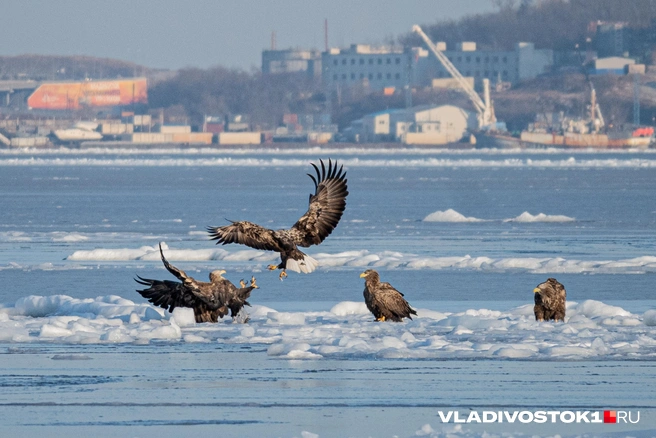 В крае температура будет разной  | Источник: Елена Буйвол / VLADIVOSTOK1.RU