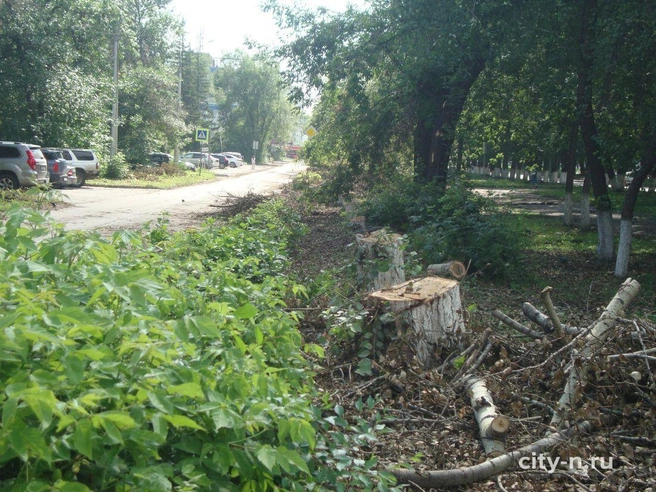 В Новокузнецке вырубили тополиную аллею на Циолковского | Источник: city-n.ru