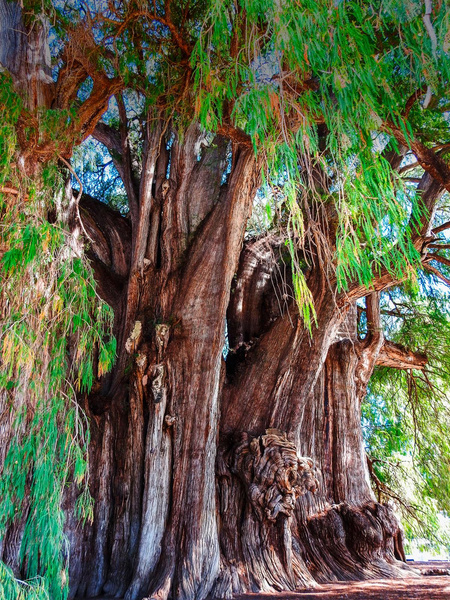 Держаться корней: посмотрите на 14 удивительных деревьев-долгожителей |  Вокруг Света