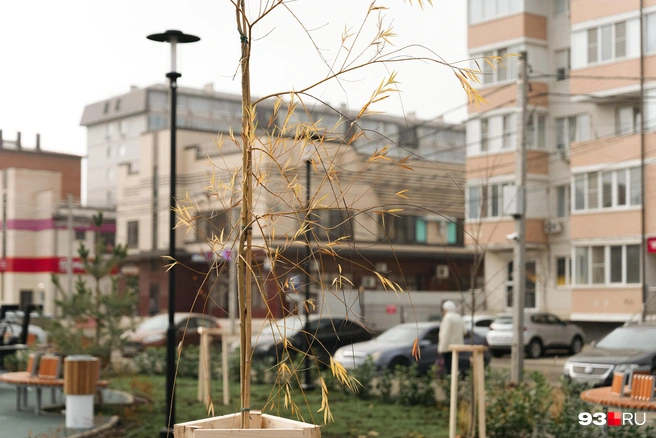 Дерево, высаженное на территории сквера | Источник: Дарья Паращенко / 93.RU