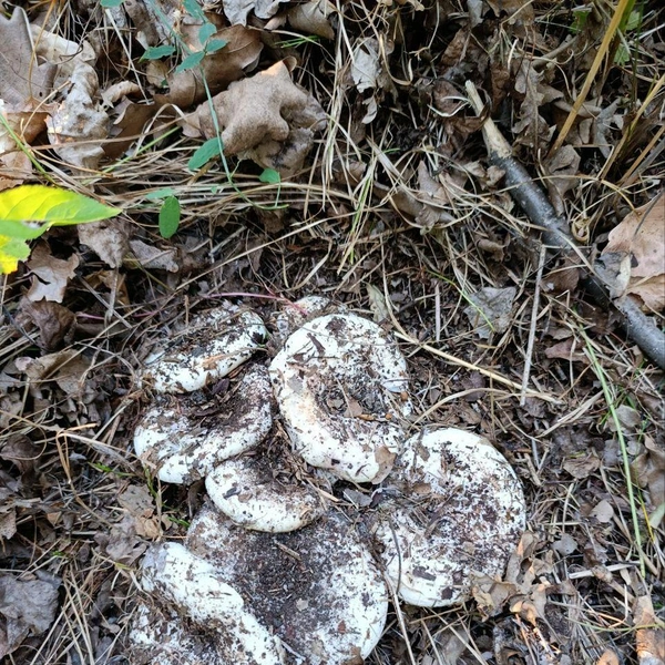 Источник: читатели V1.RU