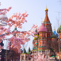 6 мест в России, где можно полюбоваться цветами сакуры