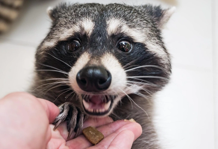 «Здравствуйте, я ваш новый сосед»: еноты начали одомашниваться