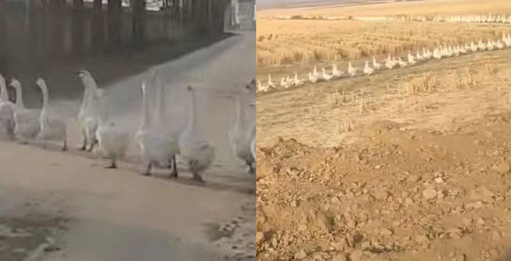 Несколько тысяч гусей переходят дорогу и не дают водителю проехать (видео)