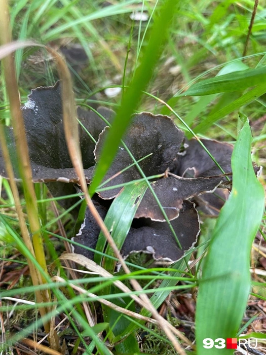 Этот гриб тяжело найти, он сливается с опавшей листвой | Источник: Андрей Калинин / 93.RU