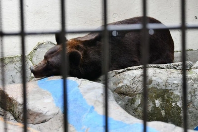 Наевшись, бурый медведь уснул в казанском зоопарке позже графика