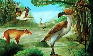 Палеонтологи нашли доисторических птиц-«террористов» совсем не там, где ожидали