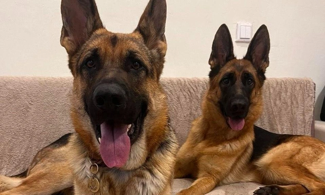 Не ожидали? Почему ругать собаку нет смысла и что делать, если питомец провинился