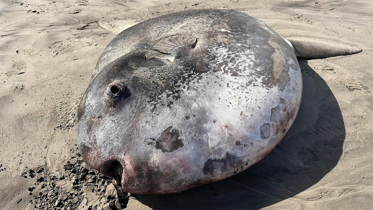 Редкую двухметровую рыбу выбросило на берег в Орегоне: посмотрите, как она выглядит