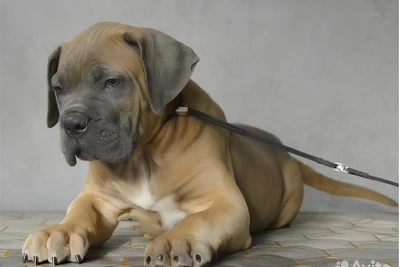 Щенок кане-корсо за 160 тыс. рублей продается в Новосибирске