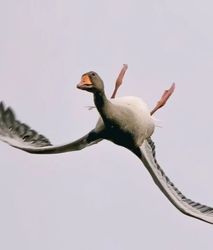 Почему гуси летают вверх ногами?