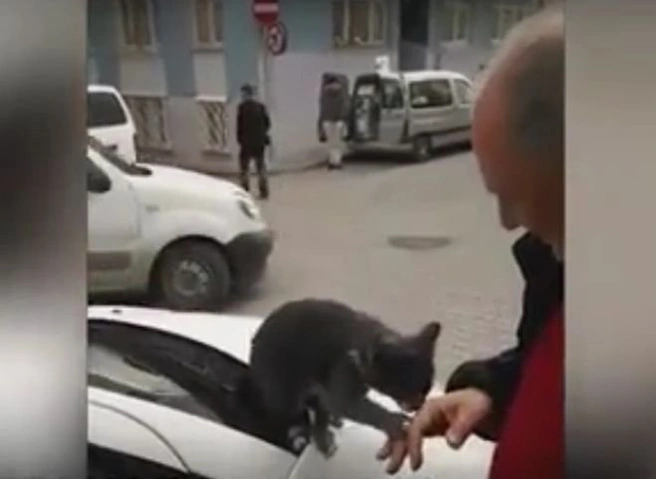 Видео: в Италии бездомная кошка выпрашивает ласку у водителя | ya62.ru