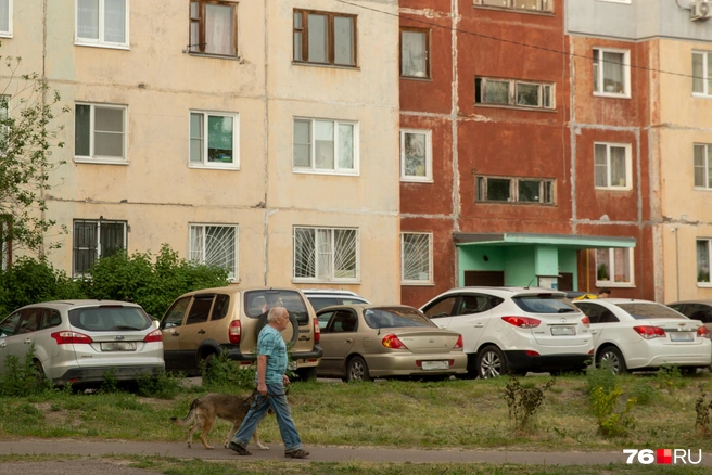 А еще вечером все выгуливают своих собак | Источник: Кирилл Поверинов / 76.RU