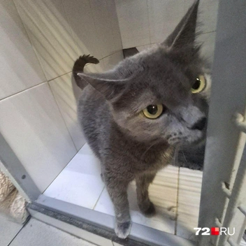 Источник: предоставлено волонтерами