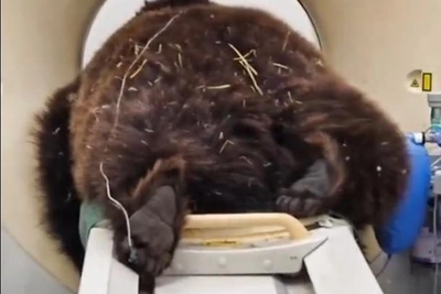 St. Petersburg Vets Save Bear Misha from Chronic Rhinitis