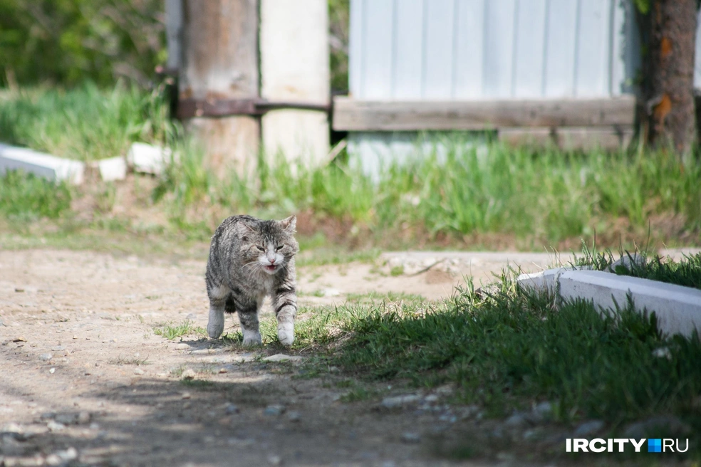 Но поговорить с кем-то из жителей улицы, кроме недовольного кота, нам не удалось | Источник: Ксения Филимонова / IRCITY.RU