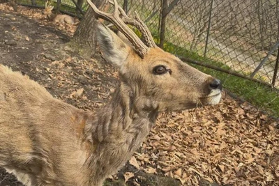 Амурчанин оспаривал иск о возмещении ущерба за незаконную охоту