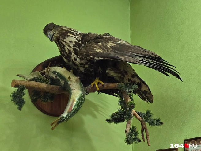 Вот что можно увидеть в обществе охотников и рыболовов | Источник: Семен Коротов-Майбах / 164.RU