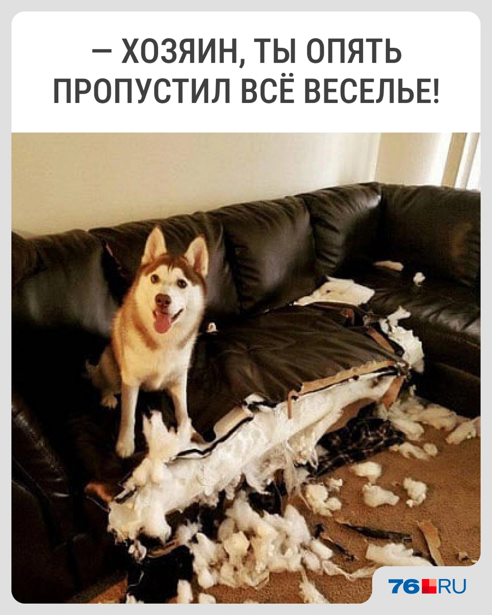Диван первый напал | Источник: Городские медиа