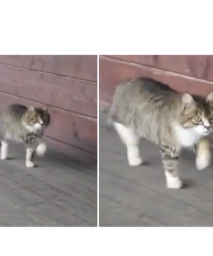 Кот, выросший на ферме, ходит как лошадь (видео)
