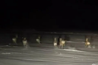 Сибирячка на авто устроила погоню за косулями — видео