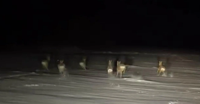 Инспекторы минприроды уже изучают запись | Источник: mane4ka_dmitrievna_ / instagram.com* (деятельность соцсети запрещена на территории РФ)