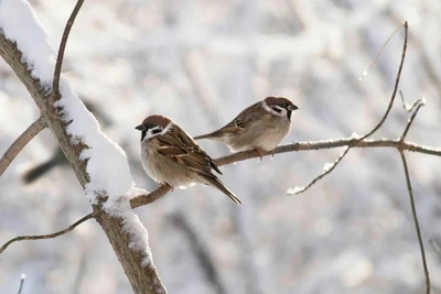 Любительница запечатлела красоты Урюпинского района
