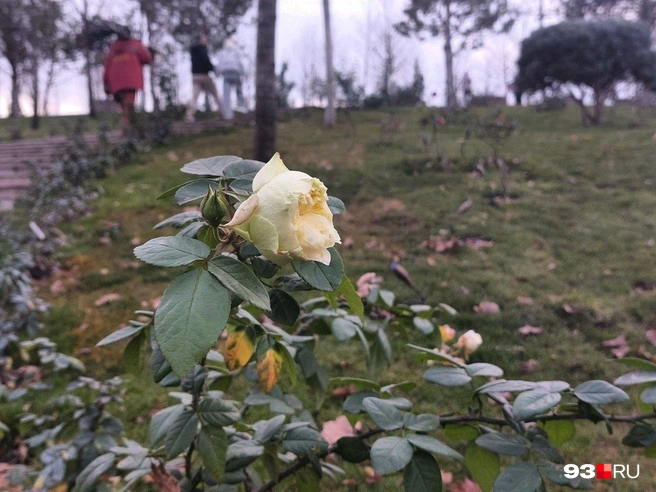 Роза названа в честь Уинчестерского собора в Англии | Источник: Екатерина Железнова / 93.RU