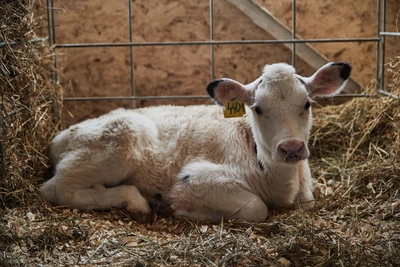 В Якутии выявили очаг пастереллеза, начата вакцинация скота