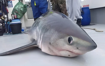 🦈Неизвестный, но очень дерзкий хищник съел одну из опаснейших акул в мире. Подробности от морских биологов