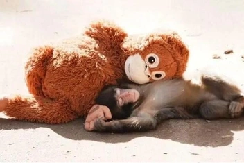 Слезы, ярость и культура отмены: почему тревога о животных стала главным трендом 2026 года