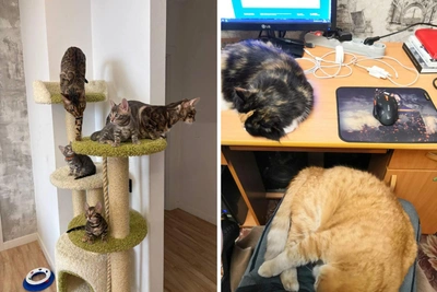 Красноярцы показали питомцев с их друзьями: милые фото