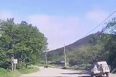 Медведица с двумя медвежатами перебежала дорогу в Лесном
