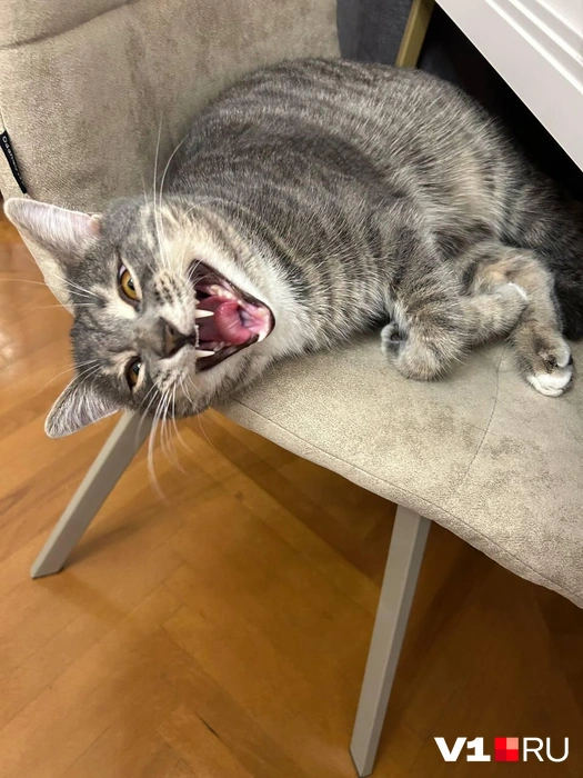 С улыбкой и зубами всё прекрасно! | Источник: читатели V1.RU