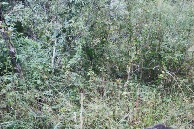 На Алтае обнаружили редкого белого медвежонка