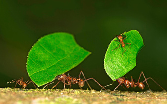 Назван проверенный способ избавиться от муравьев на даче. Это займет пару недель