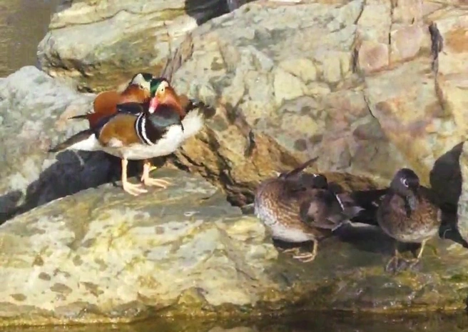 На птиц можно посмотреть у водоемов | Источник: Парк «Краснодар» / T.me