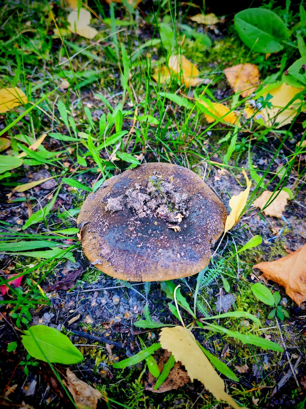 Источник: Валентина Крылова